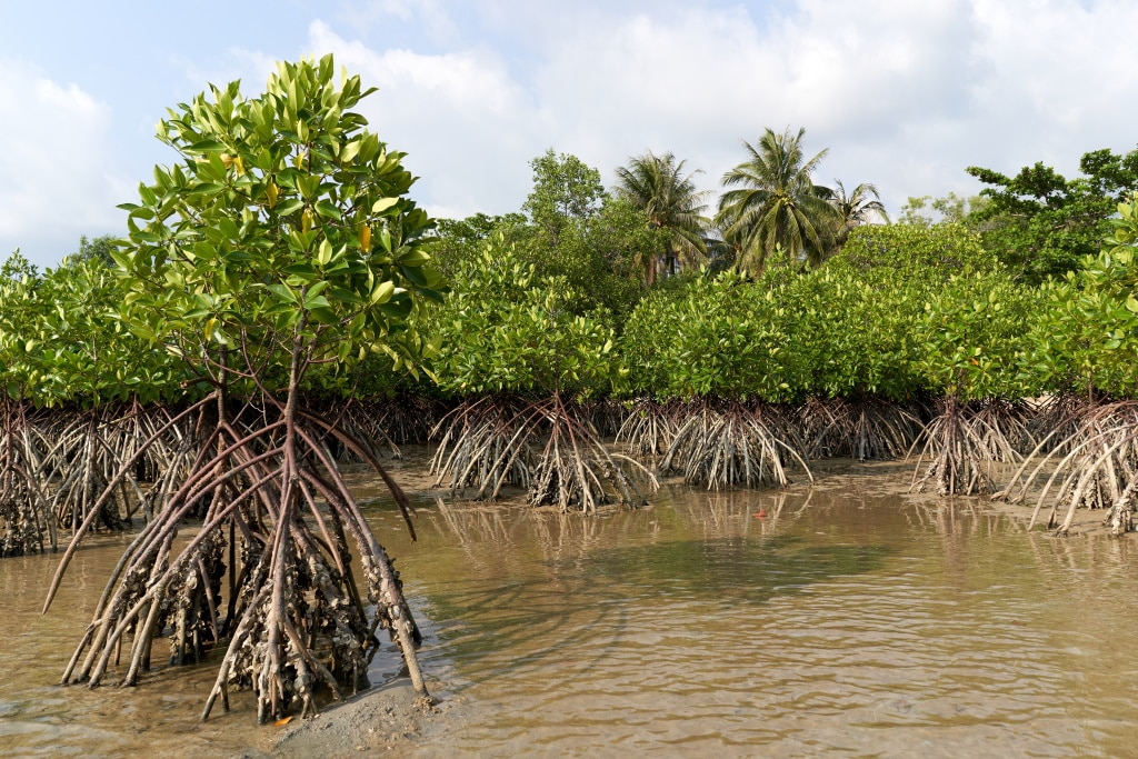 GUINEA-BISSAU: $9m from the GCF for climate resilience of coastal farmers © Western Exotic Stockers/Shutterstock