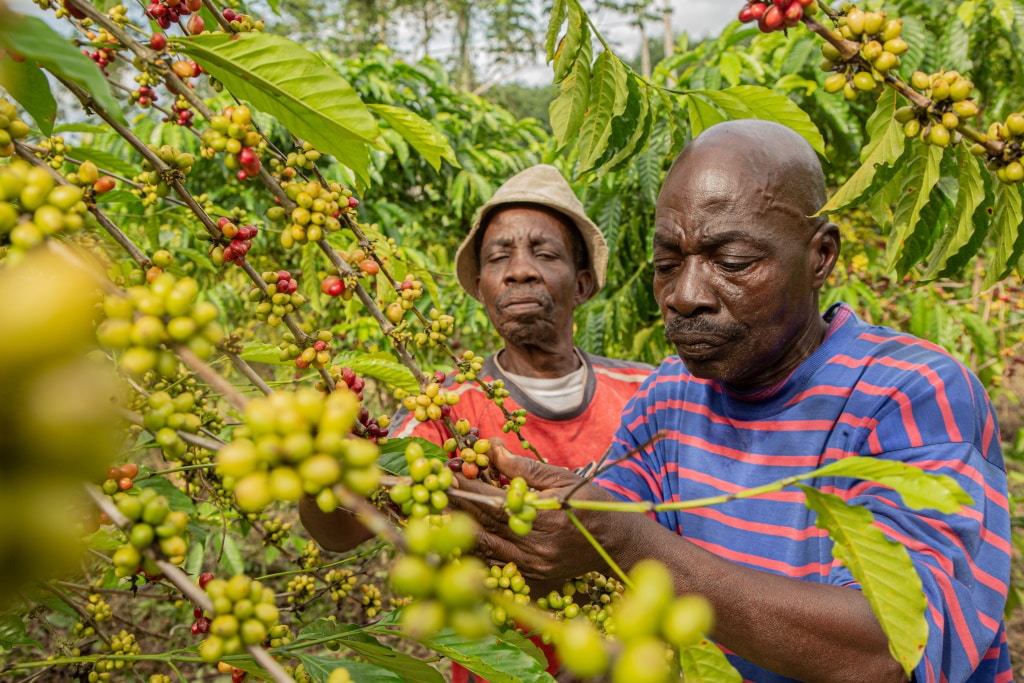 AFRIQUE : Nestlé investira 1 Md€ dans le Nescafé Plan 2030 pour le café durable © Nestlé