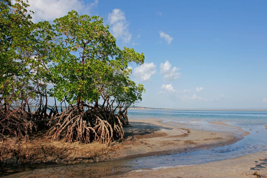 Ivory Coast: 50% of mangrove forests lost in nearly 30 years©EcoPrint /Shutterstock