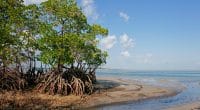 CÔTE D’IVOIRE : 50 % des forêts de mangroves, perdu en près de 30 ans ©EcoPrint /Shutterstock