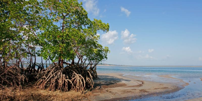 CÔTE D’IVOIRE : 50 % des forêts de mangroves, perdu en près de 30 ans ©EcoPrint /Shutterstock