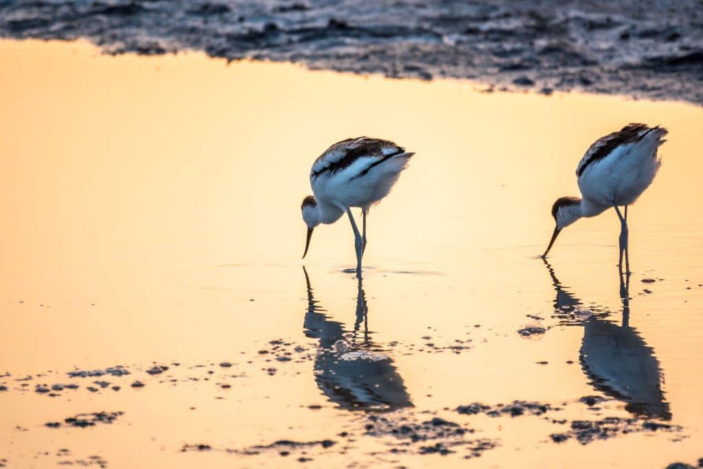 AFRIQUE : l’AEWA va renforcer de la conservation des oiseaux d'eau migrateurs ©Dark_Side/Shutterstock