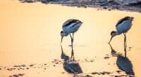 AFRIQUE : l’AEWA va renforcer de la conservation des oiseaux d'eau migrateurs ©Dark_Side/Shutterstock