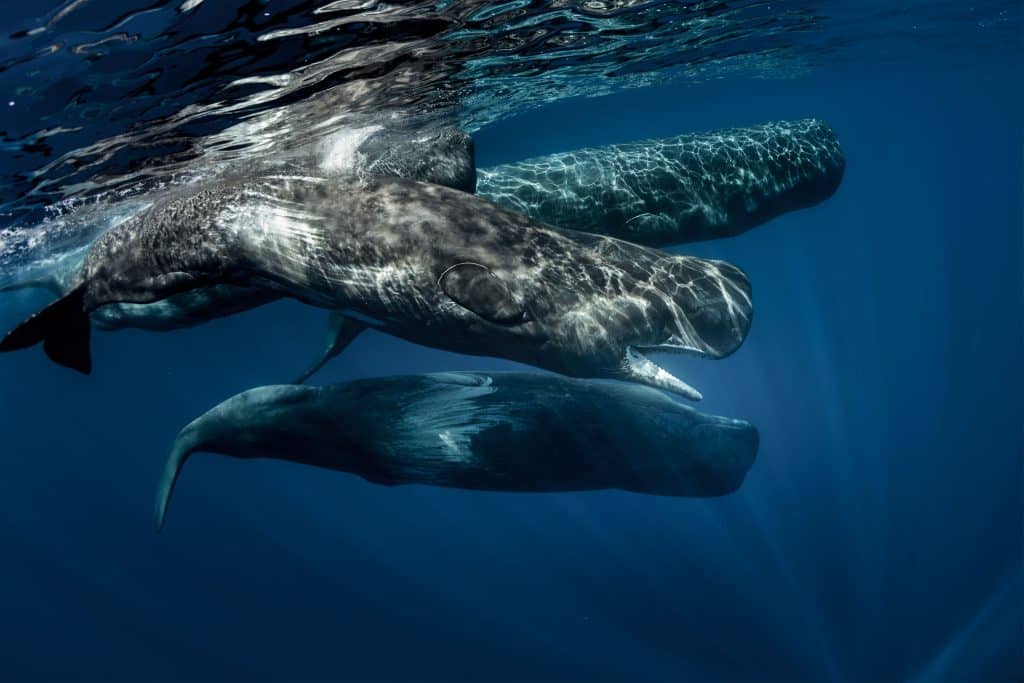 AFRIQUE DU SUD : controverse autour d’un nouveau projet gazier de TotalEnergies©migration des baleine/Shutterstock