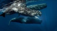 AFRIQUE DU SUD : controverse autour d’un nouveau projet gazier de TotalEnergies©migration des baleine/Shutterstock