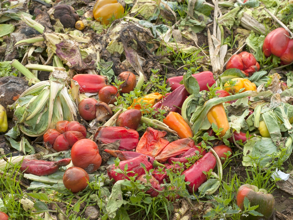 GHANA : le gaspillage alimentaire coûte 65 Md$ par an © Candace Hartley/Shutterstock