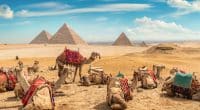 ÉGYPTE : sur les pistes de Salloum, 400 chameaux exhibent les prouesses de la nature©givaga/ shutterstock