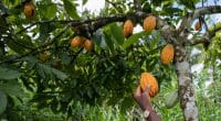 CAMEROON: the good points of agroforestry in cocoa farming