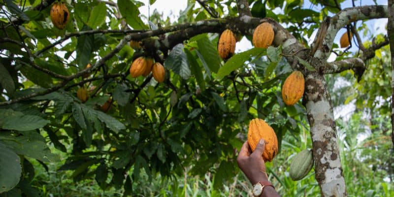 CAMEROUN : les bons points de l’agroforesterie dans la culture du cacao