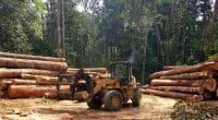 GUINEA: Government reintroduces logging, despite deforestation © Tarcisio Schnaider