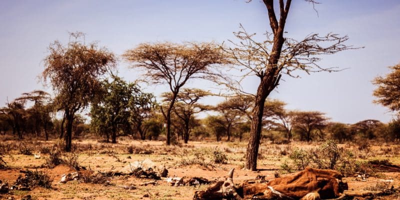 AFRIQUE : les pays doivent allouer 1,4 % du PIB par an à l’action climatique © etreeg/Shutterstock