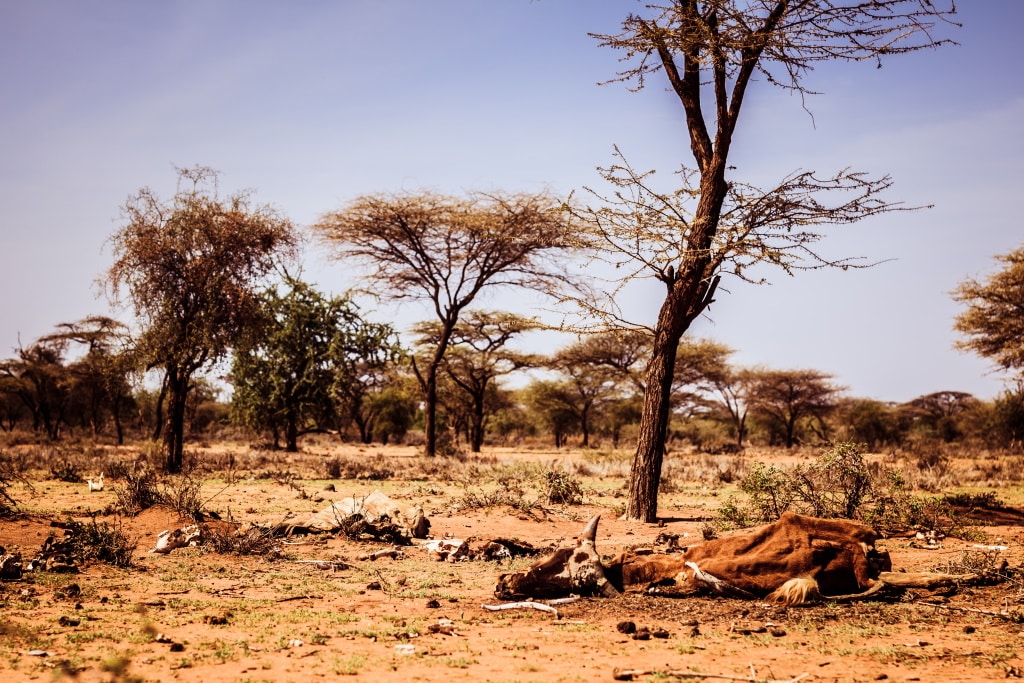 AFRIQUE : les pays doivent allouer 1,4 % du PIB par an à l’action climatique © etreeg/Shutterstock