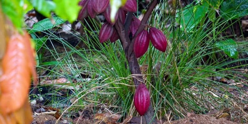 RDC : une initiative sur le cacao durable pour protéger la Réserve de faune à Okapis©WCS