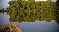 CAMEROON: Planète urgence launches the restoration of 1,000 hectares of mangroves© Erica Chiale/Shutterstock