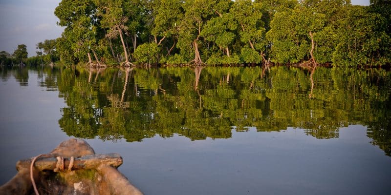 CAMEROON: Planète urgence launches the restoration of 1,000 hectares of mangroves© Erica Chiale/Shutterstock