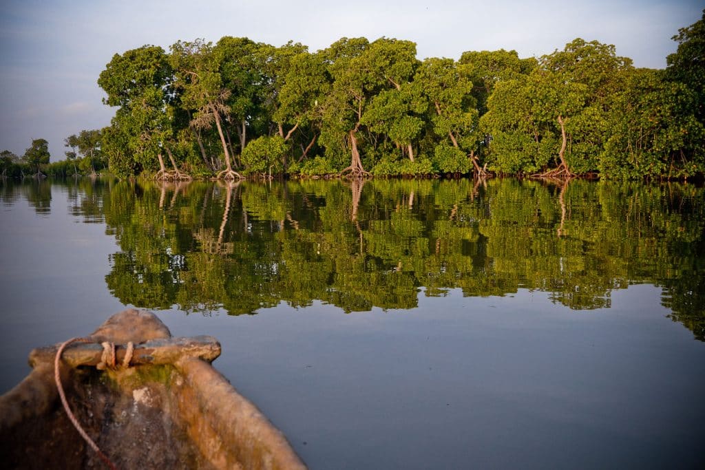 CAMEROUN : 1000 ha de mangrove seront restaurés dans le cadre du projet CAMERR © Erica Chiale/Shutterstock
