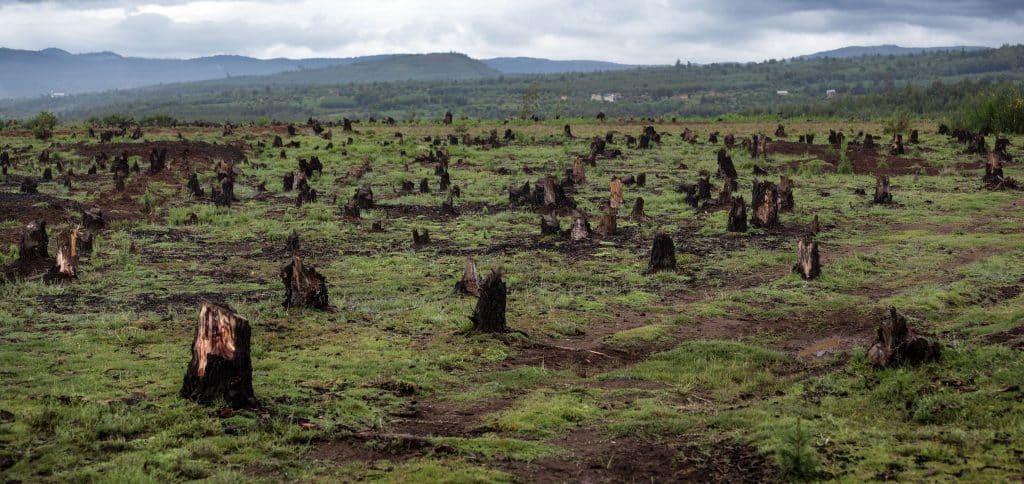 COP27 la déforestation parmi les freins à l’objectif de +1,5°C d’ici à 2100©Dudarev MikhailShutterstock