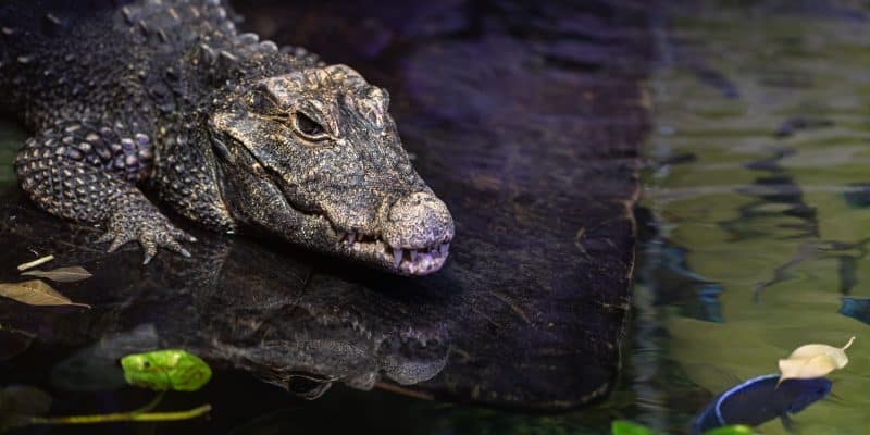 MAROC : vers la réintroduction du crocodile marocain, disparu il y a 70 ans©Saad315/Shutterstock