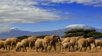 TANZANIE : la population d’éléphants se rétablit©Paul Hampton/Shutterstock