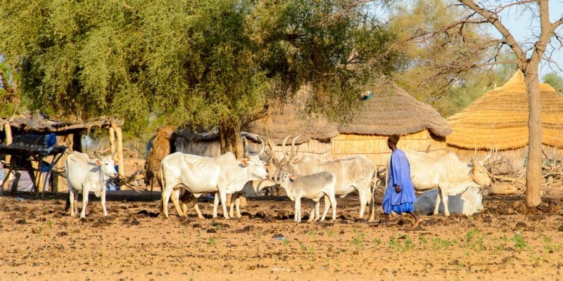 MALI: IDA lends $30m for climate resilience in drylands© Anton_Ivanov/Shutterstock