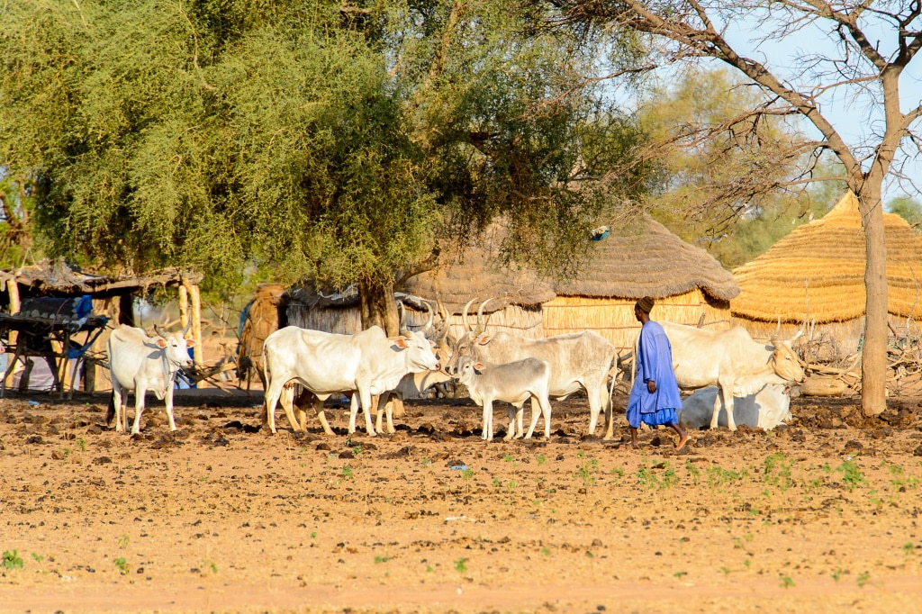 MALI: IDA lends $30m for climate resilience in drylands© Anton_Ivanov/Shutterstock