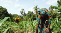 AFRICA: $1.4bn for climate resilience of smallholder farmers© Riccardo Mayer/ Shuttertstock