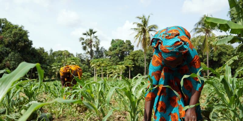 AFRICA: $1.4bn for climate resilience of smallholder farmers© Riccardo Mayer/ Shuttertstock