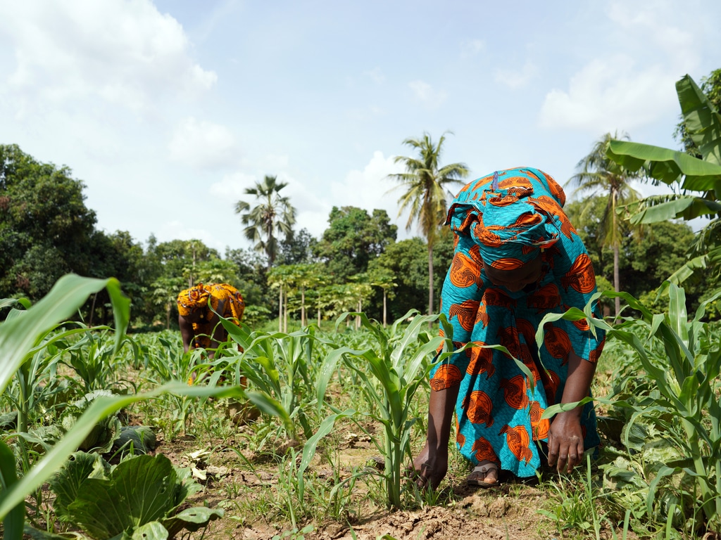 AFRIQUE : 1,4 Md$ pour la résilience climatique de petits exploitants agricoles© Riccardo Mayer/ Shuttertstock