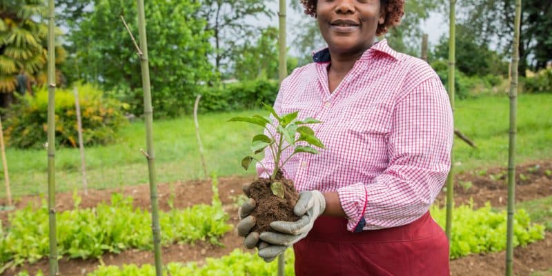 TOGO: An initiative enables the reforestation of 186,000 hectares in the Savannah©Media Lens King/shutterstock