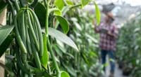 OCÉAN INDIEN : avec le Pnud, Agri Resources prône la culture durable de la vanille@ Chomplearn/Shutterstock
