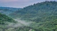 COP27 : le Congo réclame les fonds promis pour protéger les forêts d’Afrique centrale ©BorneoRimbawan