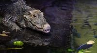 MOROCCO: the reintroduction of the Moroccan crocodile, which disappeared 70 years ago©Saad315/Shutterstock