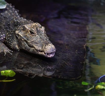MOROCCO: the reintroduction of the Moroccan crocodile, which disappeared 70 years ago©Saad315/Shutterstock