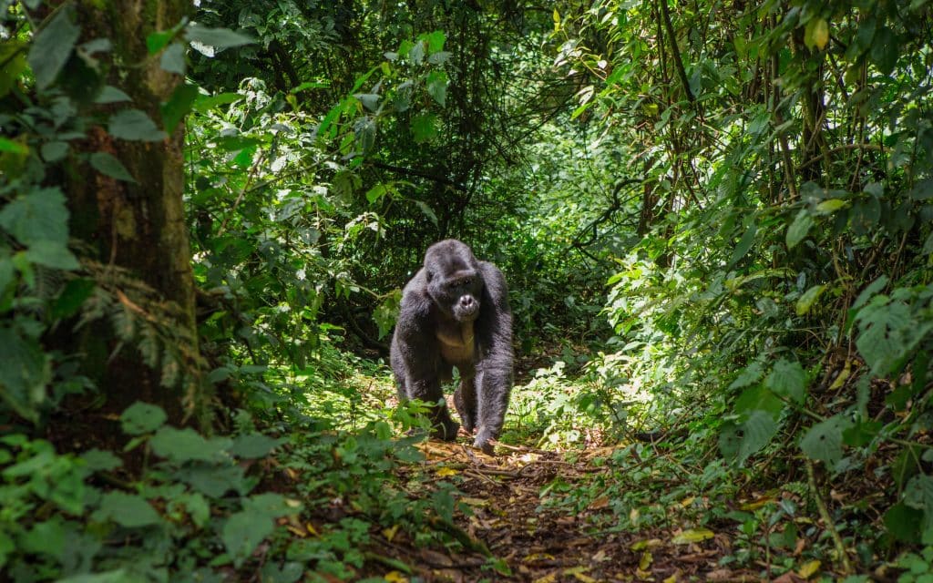 RDC : les rebelles du M23 menacent les gorilles du parc national des Virunga©GUDKOV ANDREY/Shutterstock