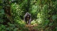 RDC : les rebelles du M23 menacent les gorilles du parc national des Virunga©GUDKOV ANDREY/Shutterstock