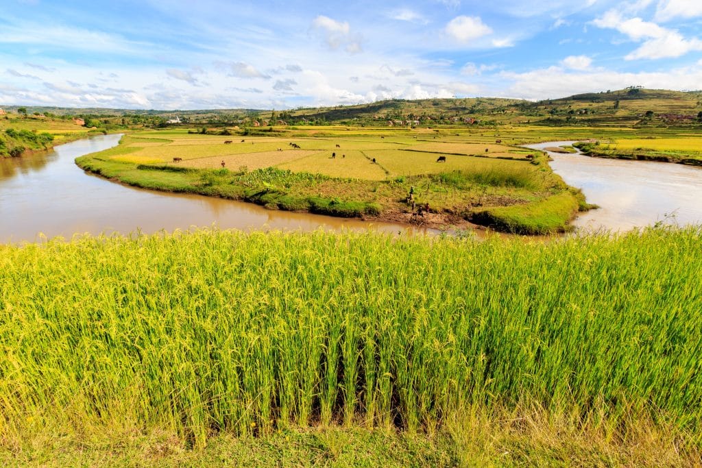 BÉNIN : la filière riz et soja, vers un engagement volontaire pour la biodiversité© Peter Wollinga /Shutterstock