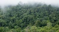 CÔTE D’IVOIRE : Yamoussoukro lance la 2e phase du Projet d’investissement forestier ©anek_cg/Shutterstock