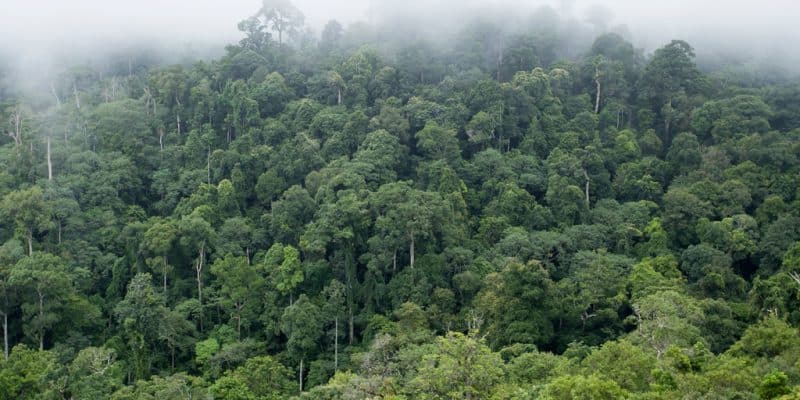 CÔTE D’IVOIRE : Yamoussoukro lance la 2e phase du Projet d’investissement forestier ©anek_cg/Shutterstock