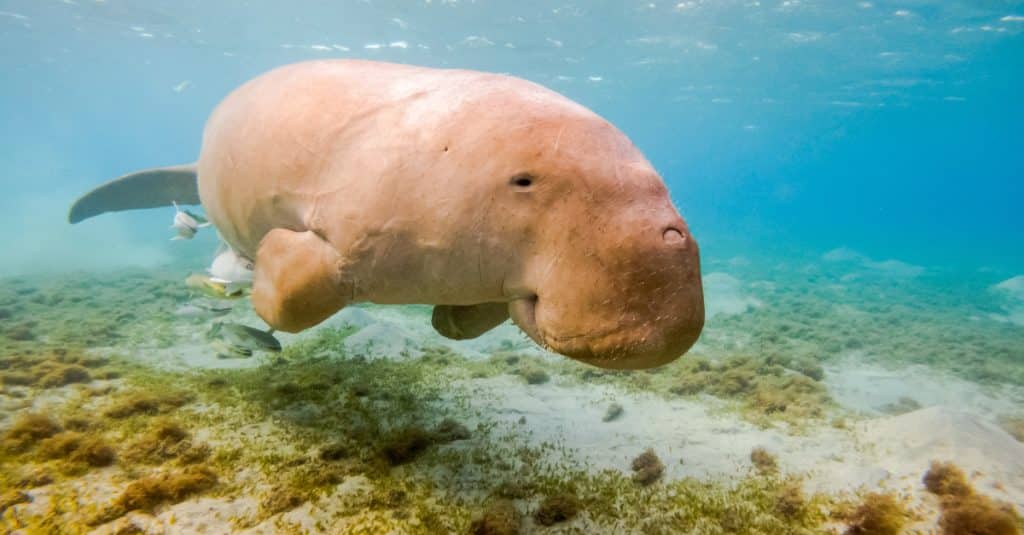 AFRIQUE DE L’EST : le dugong, poussé vers l’extinction par l’homme© Andreas Wolochow/Shutterstock