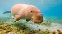 AFRIQUE DE L’EST : le dugong, poussé vers l’extinction par l’homme© Andreas Wolochow/Shutterstock