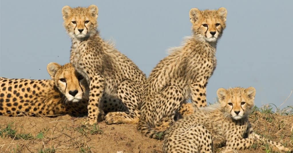 AFRIQUE : la diversité animale chutera de 10 % d’ici à 2050, selon une nouvelle étude©Abri Johan Olivier/Shutterstock