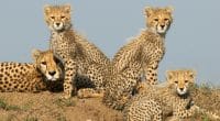AFRIQUE : la diversité animale chutera de 10 % d’ici à 2050, selon une nouvelle étude©Abri Johan Olivier/Shutterstock