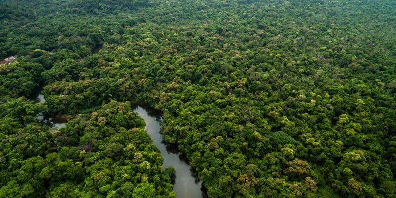 AFRIQUE : faut-il poursuivre la compensation du carbone forestier, malgré tout ?© Gustavo Frazao/Shutterstock