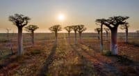 MADAGASCAR : un financement de 19 M$ pour la résilience face aux chocs climatiques © Zaruba Ondrej/Shutterstock