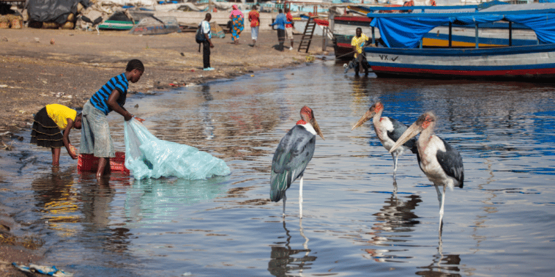 AFRIQUE : Arena lance le projet Clean Shore Great Lakes, pour assainir les Grands Lacs©Borkowska Trippin/Shutterstock