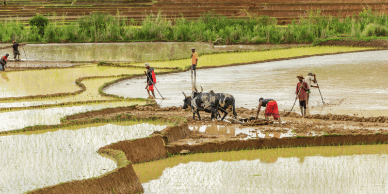 MALI : 12 M€ de la BOAD pour réhabiliter les périmètres agricoles face aux inondations ©Oliver S/Shutterstock