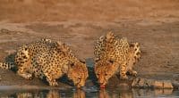AFRIQUE DU SUD : plus de 100 guépards iront en Inde, pour y réintroduire l'espèce©sirtravelalot/Shutterstock