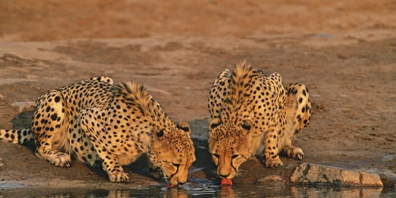 AFRIQUE DU SUD : plus de 100 guépards iront en Inde, pour y réintroduire l'espèce©sirtravelalot/Shutterstock