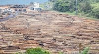 CONGO: l’interdiction de l’exportation du bois sous forme de grumes entre en vigueur©O.Rek's/Shutterstock
