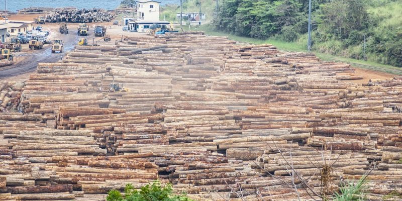 CONGO: l’interdiction de l’exportation du bois sous forme de grumes entre en vigueur©O.Rek's/Shutterstock